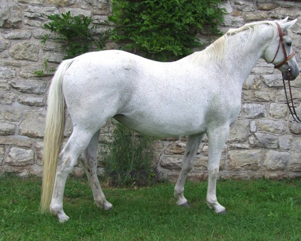 broodmare Donauwelle III (Trakehner, 1992, from Herzzauber)