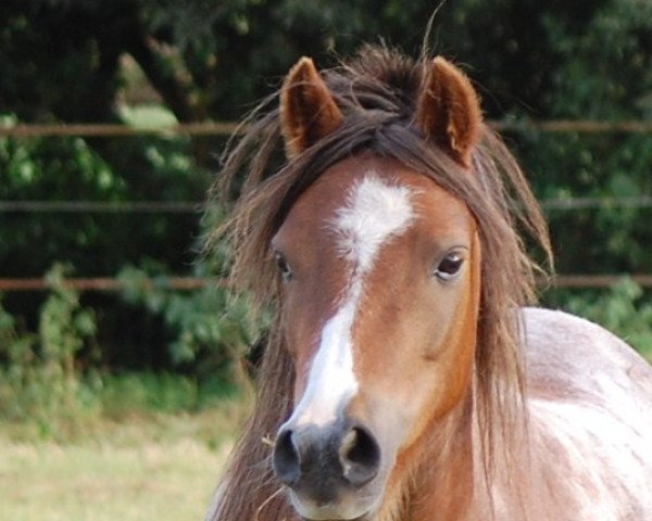 broodmare Southern Comfort (Welsh mountain pony (SEK.A), 2004, from Sundancer Ready To Fly)