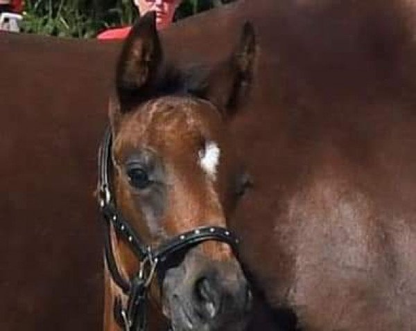 broodmare Perfekt Time G (Austrian Warmblood, 2021, from Gopura xx)