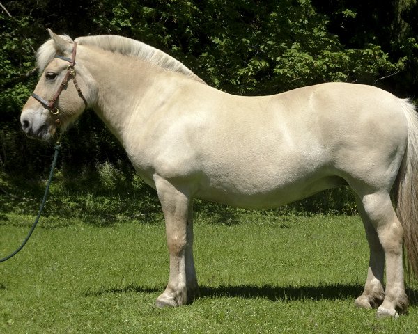 Zuchtstute Winny (Fjordpferd, 2005, von Gjest N-1846 H-I49) Zuchtstute Winny (Fjordpferd, 2005, von Gjest N-1846 H-I49)