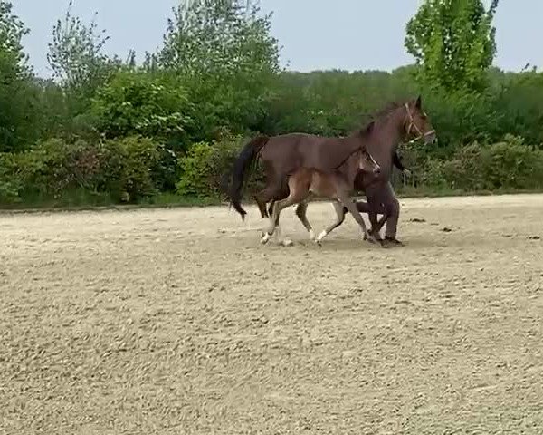 Video of Seven