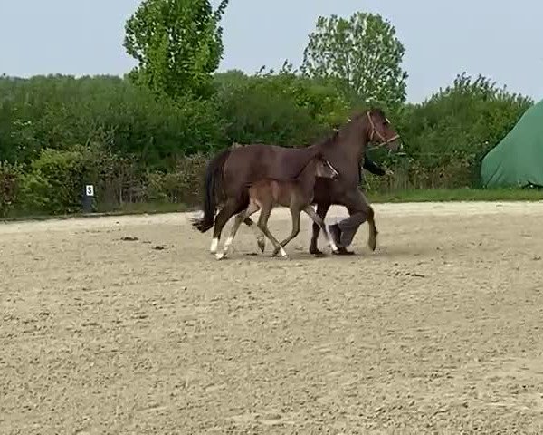Video of Seven
