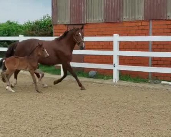 Video of Seven