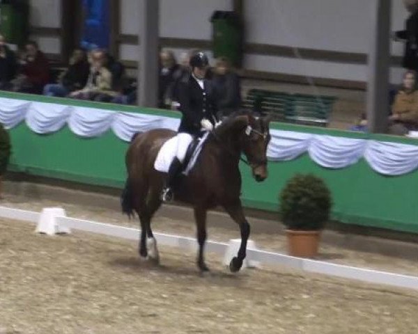 dressage horse Prinzessin Paige (Rhinelander, 2004, from Prinz Wilhelm)