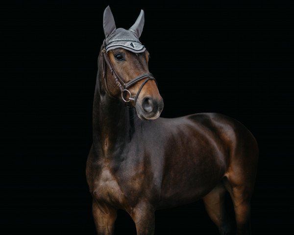 jumper Araldiko (German Sport Horse, 2014, from DSP Araldik)