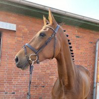 broodmare Fidelia 194 (Holsteiner, 2013, from Fidelio du Donjon)