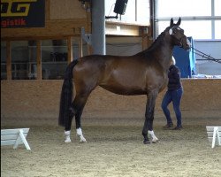 Zuchtstute Ballerina W (Hannoveraner, 2016, von Buckingham)