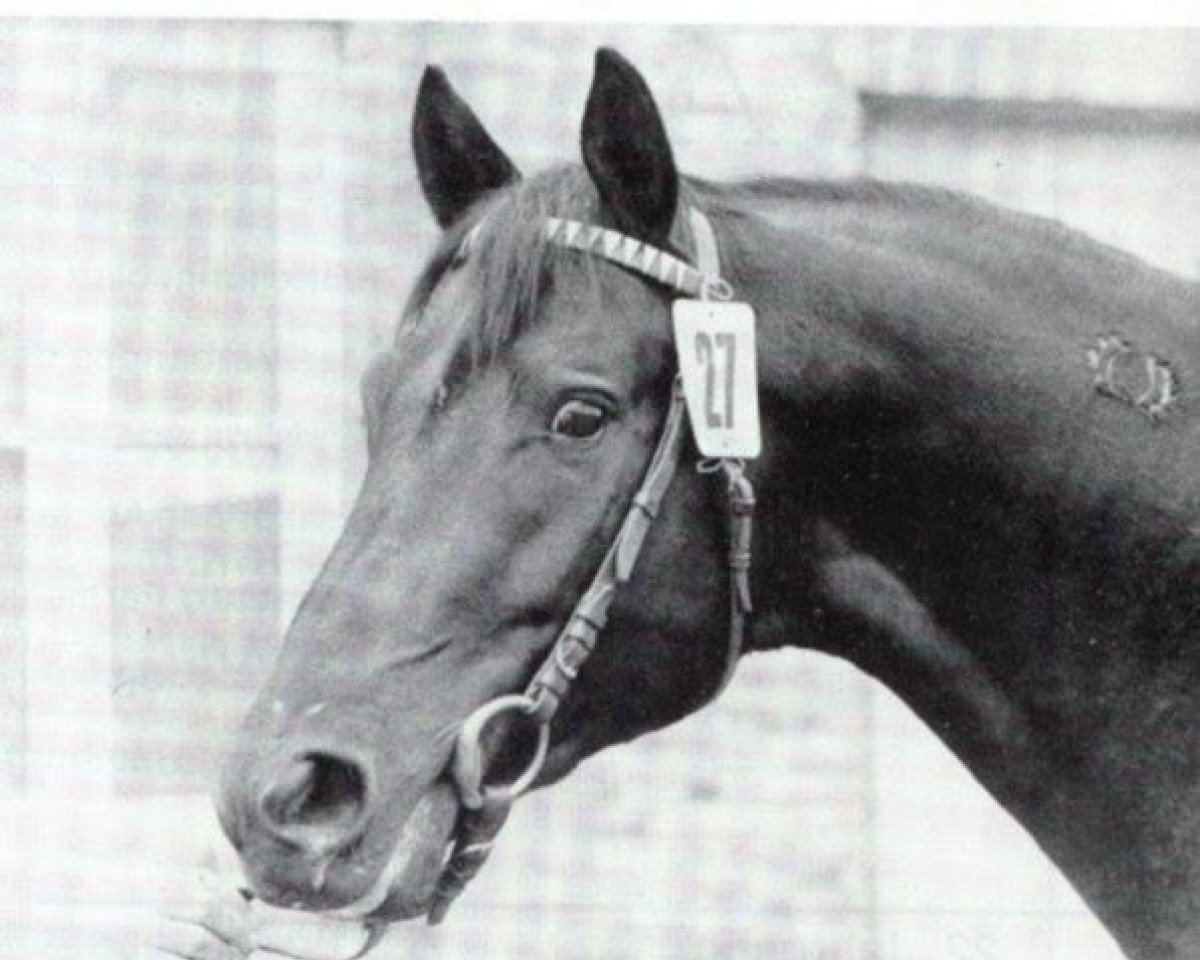 stallion Lucado (Trakehner, 1973, from Donauwind)