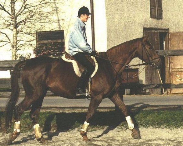 broodmare Radschendra (Trakehner, 1983, from Mohammed)