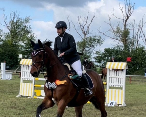 jumper Gricko (Hanoverian, 2002, from Graf Grannus)