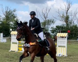 jumper Gricko (Hanoverian, 2002, from Graf Grannus)