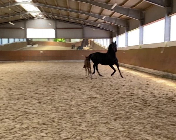 Video of Duke of Damsey MSH