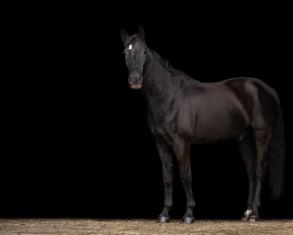 horse Romero Z (Rhinelander, 1991, from Radjah Z)
