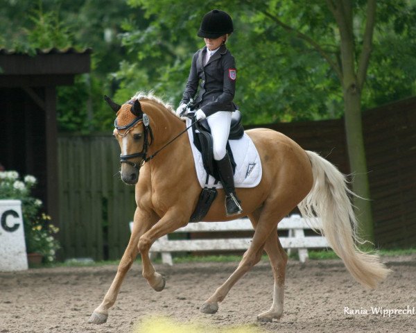 Zuchtstute Page (Deutsches Reitpony, 2006, von Highway N)