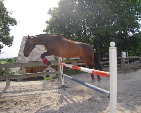 horse Daniado (Hessian Warmblood, 1991, from Diego) horse Daniado (Hessian Warmblood, 1991, from Diego)