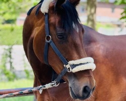dressage horse Flora Bel (Oldenburg, 2014, from Franziskus FRH)