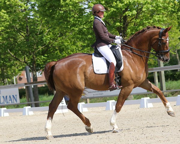 Pferd Cheveyo 13 (Hannoveraner, 2009, von Charilan)