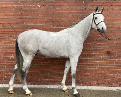 jumper Clown B 3 (Hanoverian, 2017, from Casino Grande)