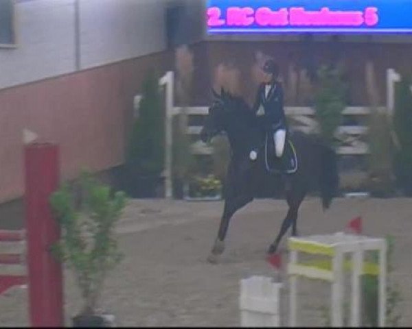 horse Stella de noir (Rhinelander, 2005, from Sterling)