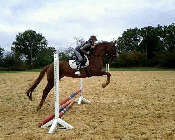 Dressurpferd Caressa (Zangersheide Reitpferd, 2000, von Caretano Z)