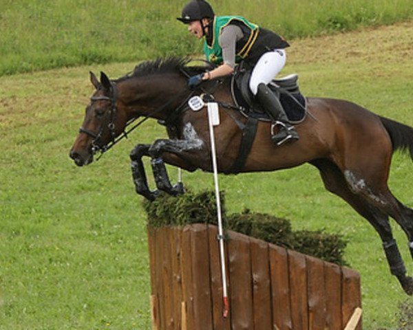 broodmare Ave Arthemis XX (Thoroughbred, 2000, from Sharp Prod xx) broodmare Ave Arthemis XX (Thoroughbred, 2000, from Sharp Prod xx)