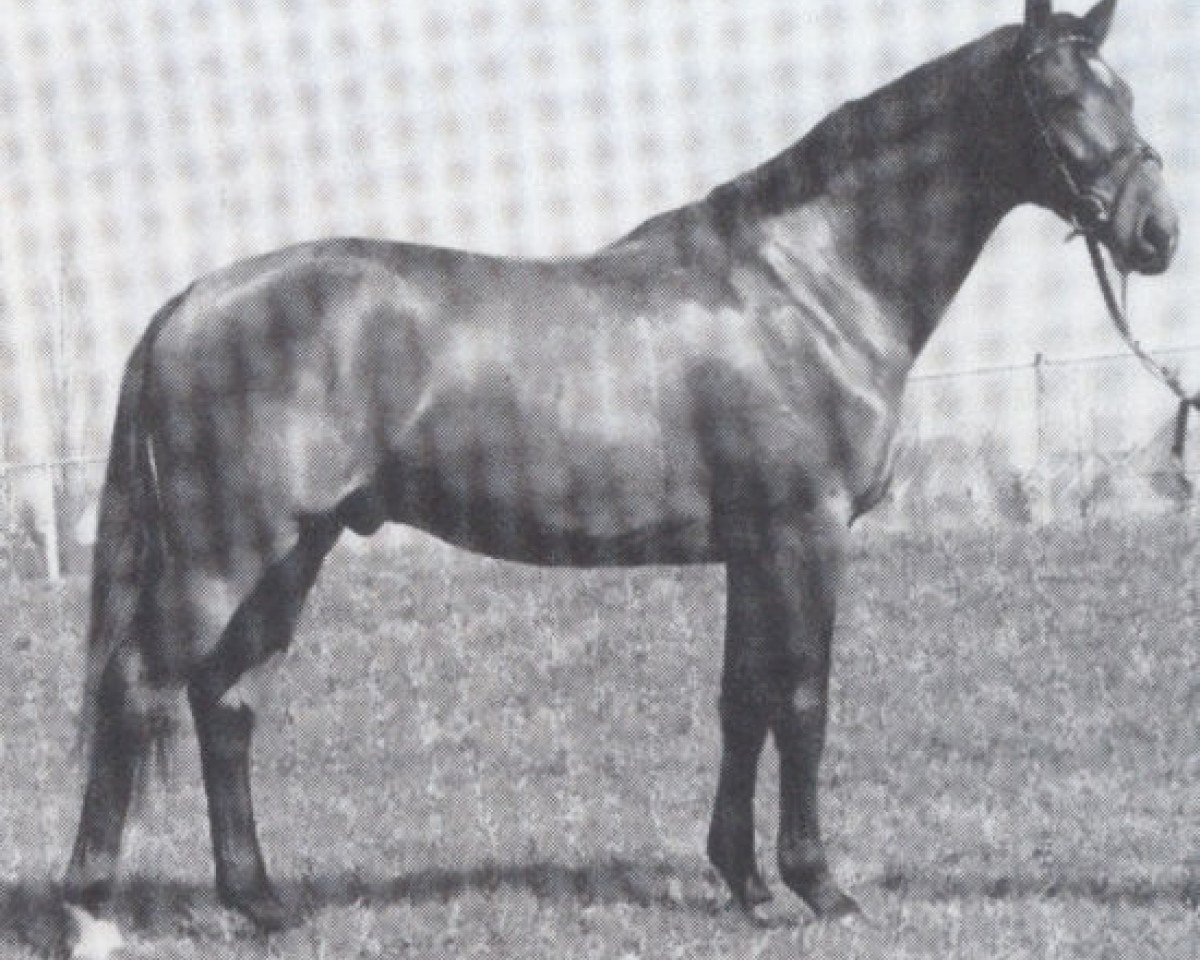 stallion Le Cru de la Cour (Selle Français, 1977, from Quastor)