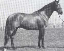 stallion Le Cru de la Cour (Selle Français, 1977, from Quastor)
