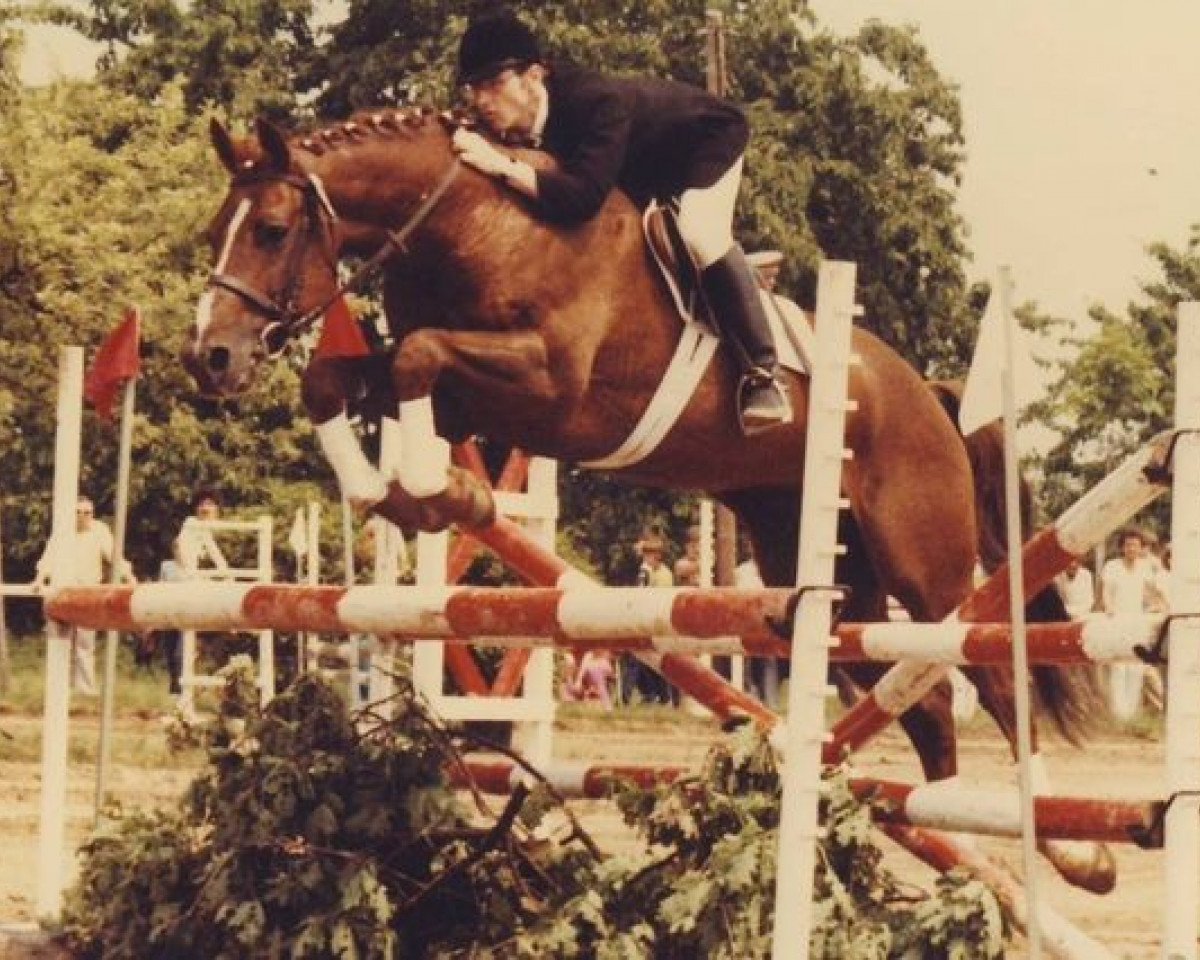 stallion Horace AA (Anglo-Arabs, 1973, from Long Courrier AA)