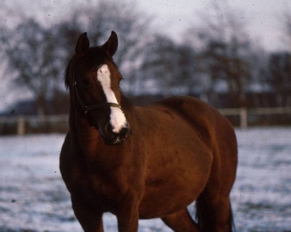 broodmare Cara Mia AA (Anglo-Arabs, 1982, from Horace AA)