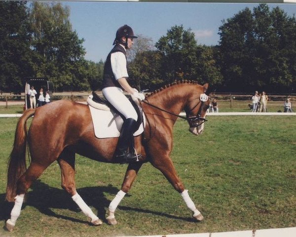 broodmare Canzonetta (Trakehner, 1995, from Graziello)