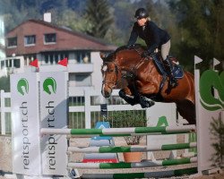 Springpferd Krisby K (Holsteiner, 2017, von Million Dollar)