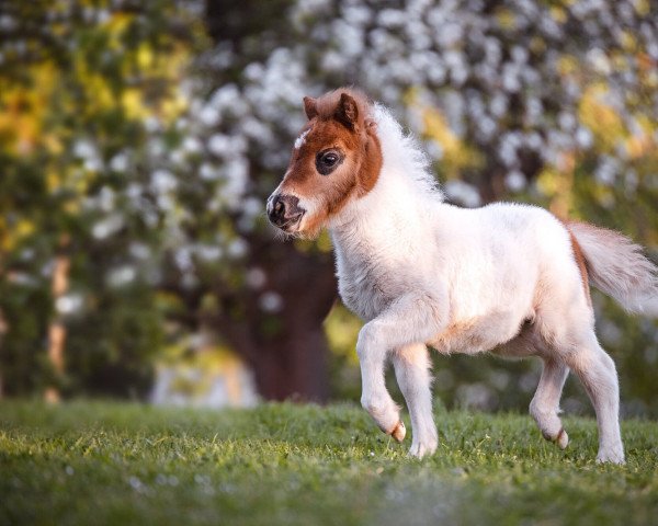 Zuchtstute Galante von Saksen (Shetland Pony (unter 87 cm), 2022, von Yago von der Klia)