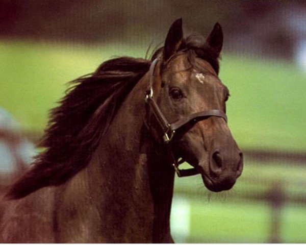 stallion Kahyasi xx (Thoroughbred, 1985, from Ile de Bourbon xx)