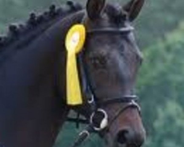 stallion Fürst Brennabor (Trakehner, 2003, from Connery)