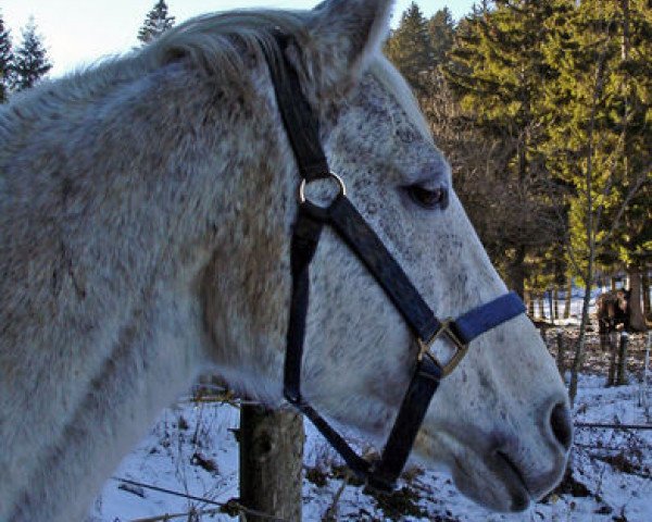 broodmare Woustershire (Trakehner, 1992, from Adlerschild xx)