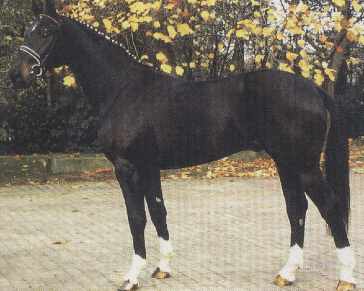 Deckhengst Paquirri (Oldenburger, 1987, von Pik Bube I)