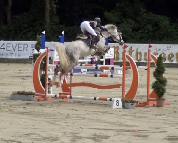 jumper Limited Edition 101 (Holsteiner, 2013, from Cosido)