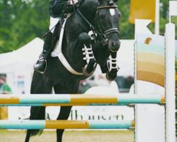 Deckhengst Neckar (Deutsches Reitpony, 1989, von Nadol)