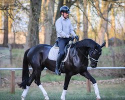 broodmare Bon a Vie (Hanoverian, 2017, from Bon Coeur)