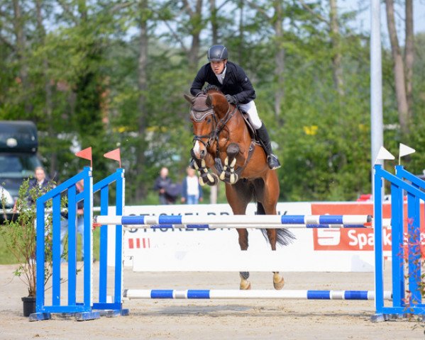 jumper Mr Manchester van't Paradijs Z (Zangersheide riding horse, 2017, from Manchester van't Paradijs) jumper Mr Manchester van't Paradijs Z (Zangersheide riding horse, 2017, from Manchester van't Paradijs)