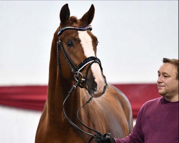 stallion Quanterio (German Sport Horse, 2019, from Quaterback) stallion Quanterio (German Sport Horse, 2019, from Quaterback)
