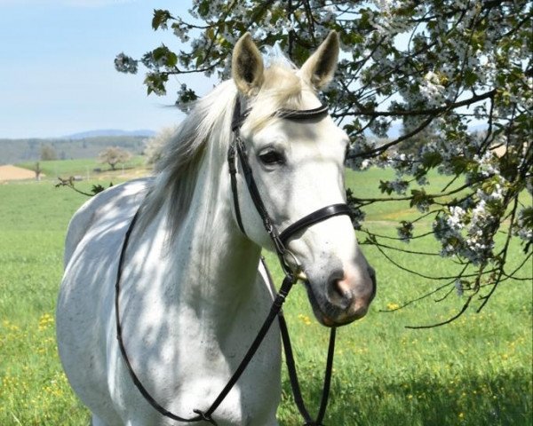 horse Ouassala Al Mansour (Berber, 2002)
