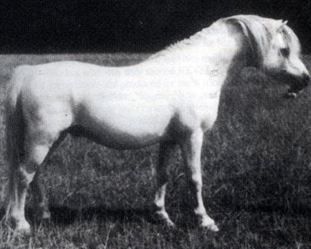 Deckhengst Twyford Puzzle (Welsh Mountain Pony (Sek.A), 1959, von Twyford Moonshine)