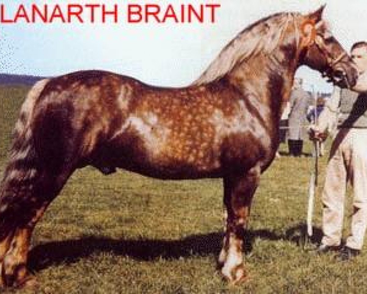 Deckhengst Llanarth Braint (Welsh-Cob (Sek. D), 1948, von Llanarth Goldcrest)
