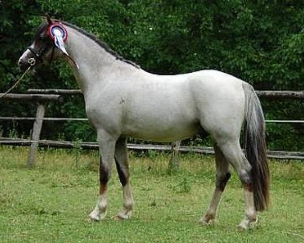 horse Giglbergs Dragonheart (Welsh-Pony (Section B), 2010, from Thornberry Royal Diplomat)