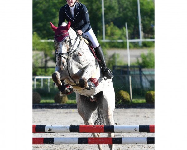 Springpferd Centurion (Polnisches Warmblut, 2017, von Malibu)