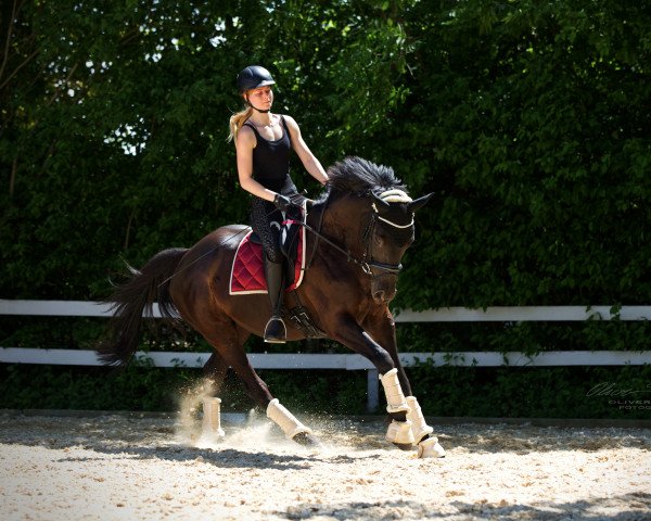 horse Mariposa (Trakehner, 2015, from Donauklang)