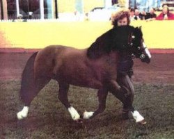 stallion Friars Ranger (Welsh mountain pony (SEK.A), 1968, from Friars Happy Boy)