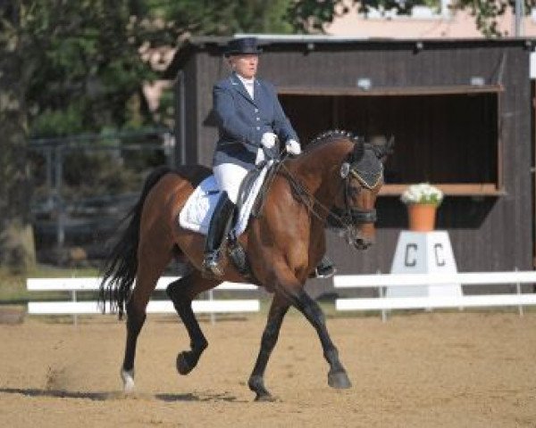dressage horse Ronkalli 3 (Zangersheide riding horse, 1995, from Rabiat Z) dressage horse Ronkalli 3 (Zangersheide riding horse, 1995, from Rabiat Z)