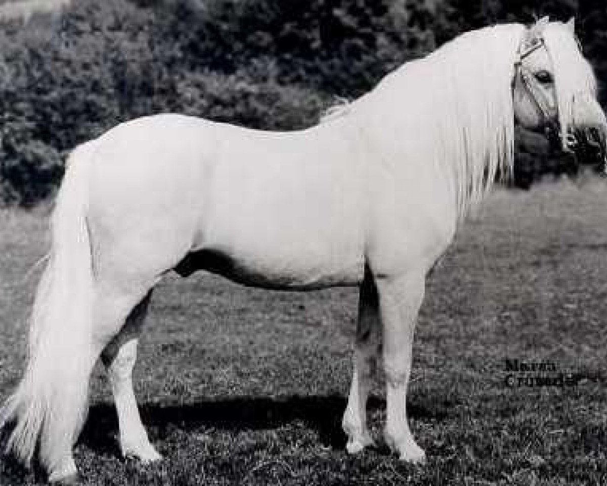 stallion Marsh Crusader (Welsh mountain pony (SEK.A), 1955, from Coed Coch Glyndwr)
